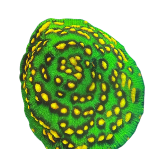 LPS (large polyps corals)